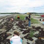 Beach Grass Project at Causeway Beach