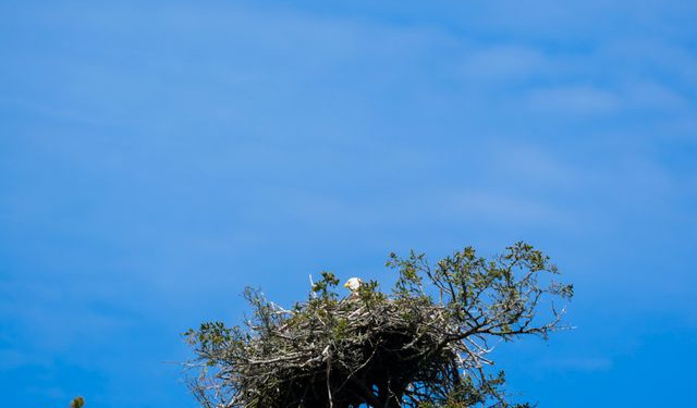 A bald eagle in a nest on top of a tree, taken during the Wings, Waves and Woods 2025 festival.